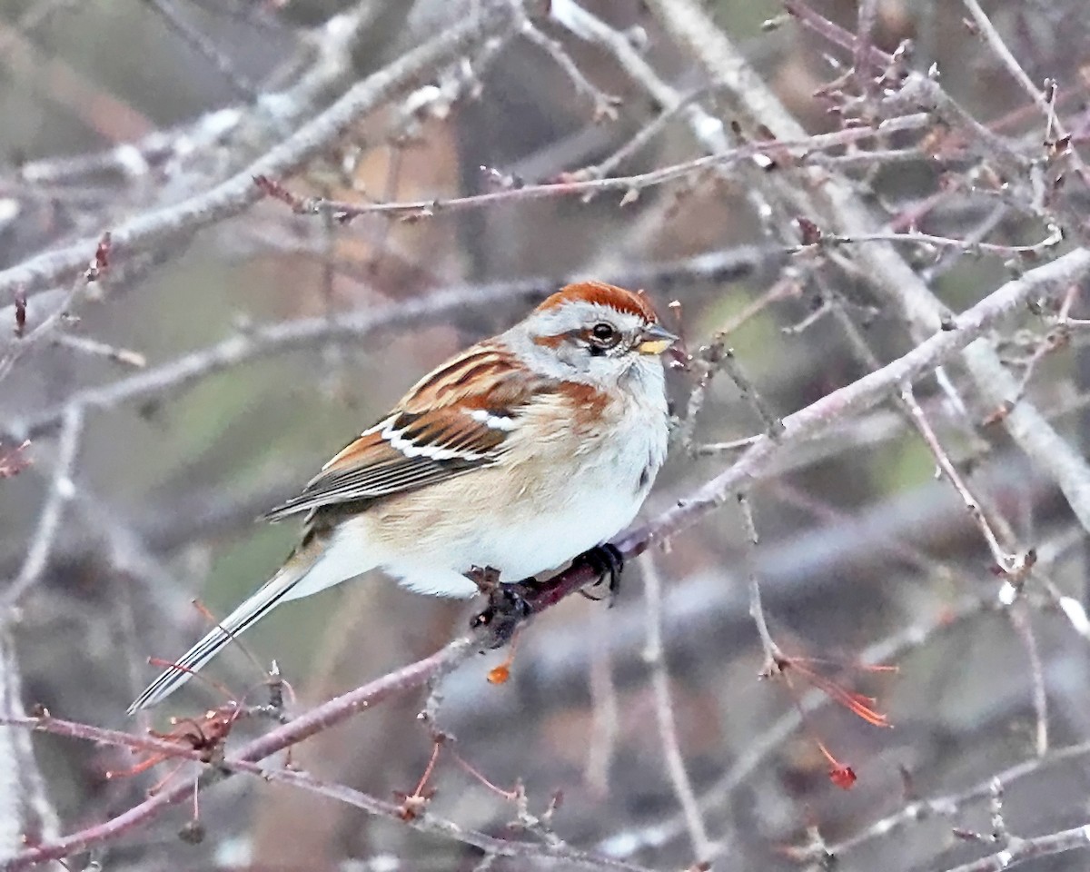 Пасовник північний - ML648566497