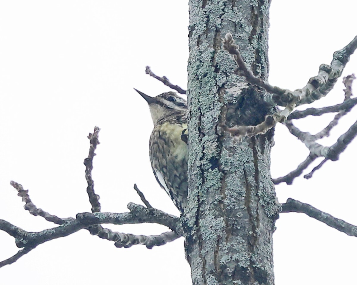 Дятел-смоктун жовточеревий - ML648566516