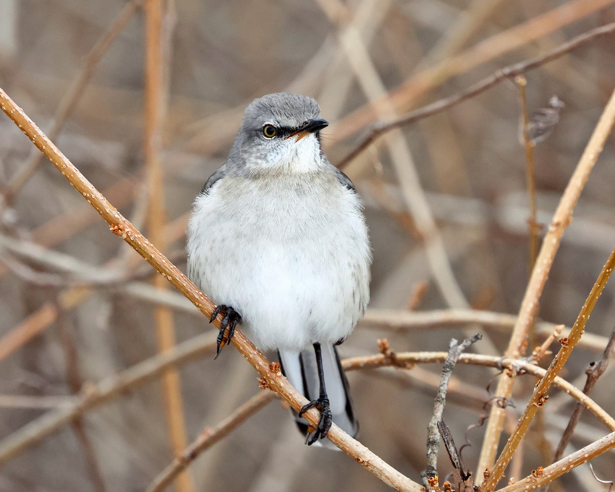 Пересмішник багатоголосий - ML648566526