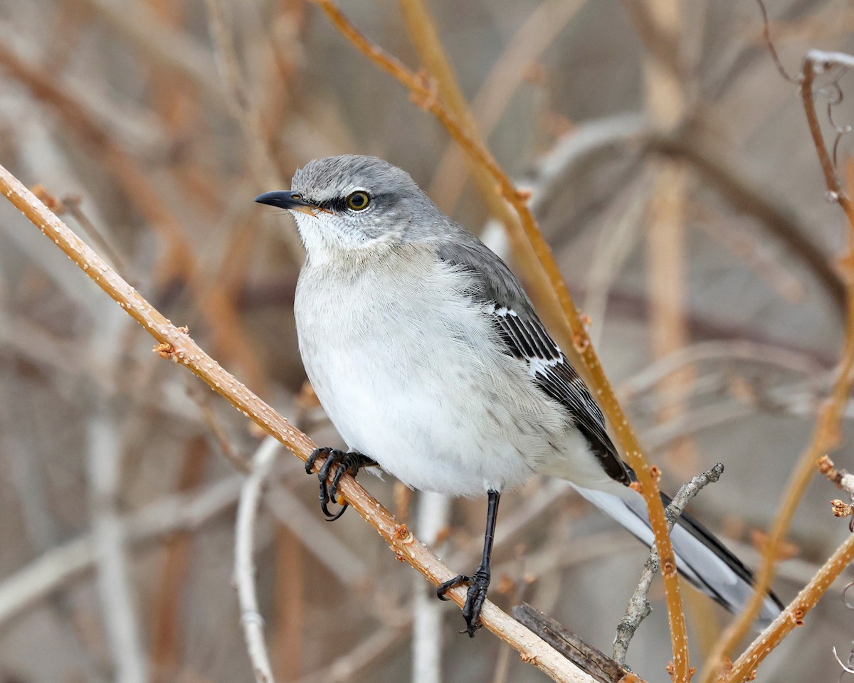 Пересмішник багатоголосий - ML648566530