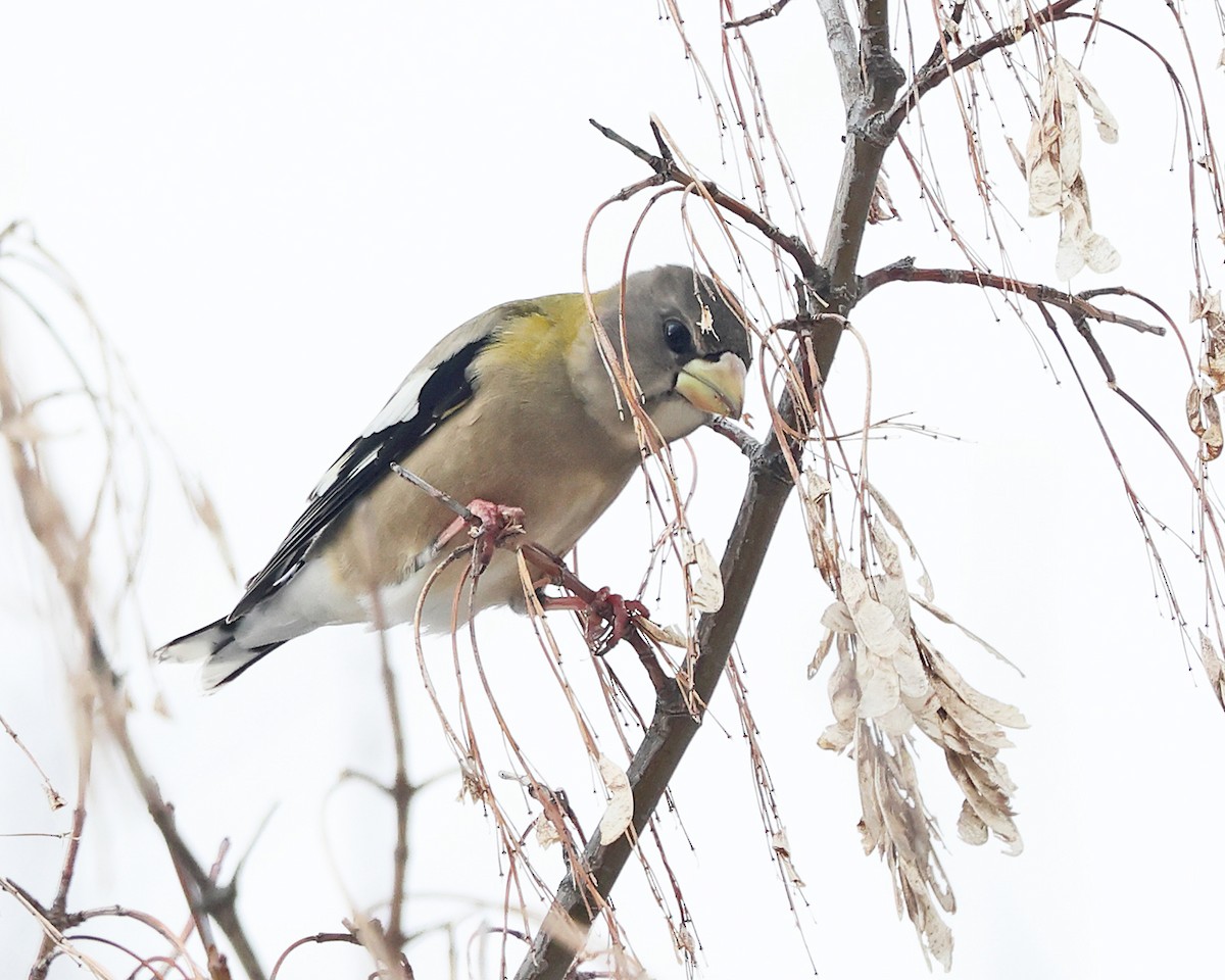 Кіпаль жовтобровий - ML648566543