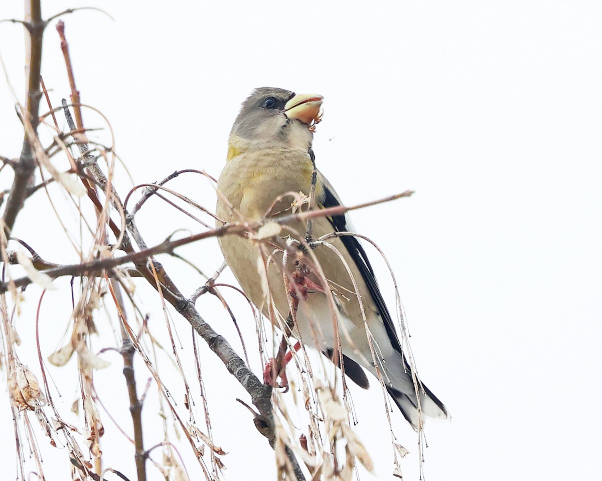 Кіпаль жовтобровий - ML648566552