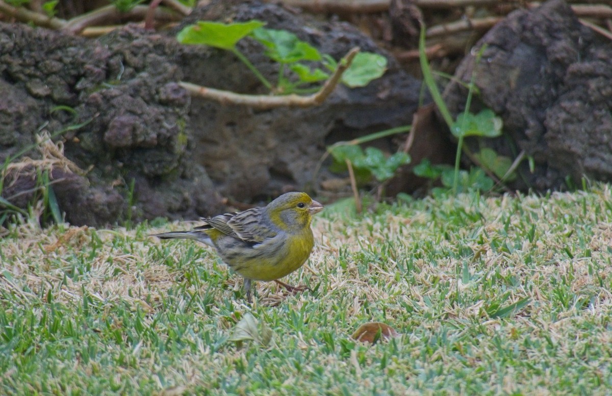 Serin des Canaries - ML648566613