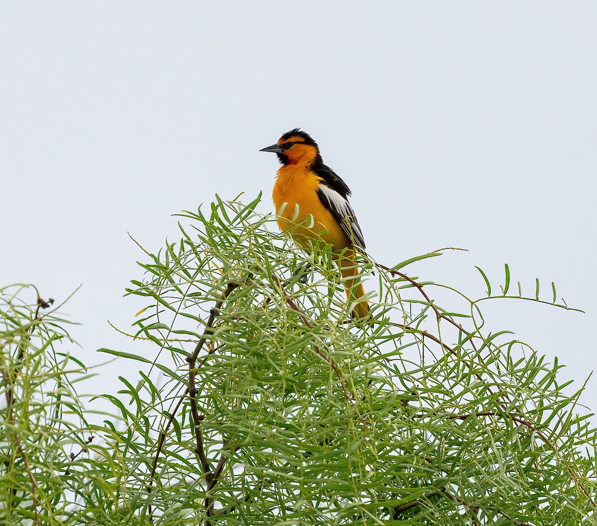 Bullock's Oriole - ML648566700
