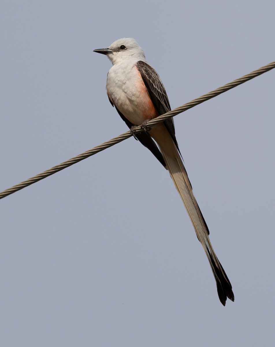 Scissor-tailed Flycatcher - ML648566701