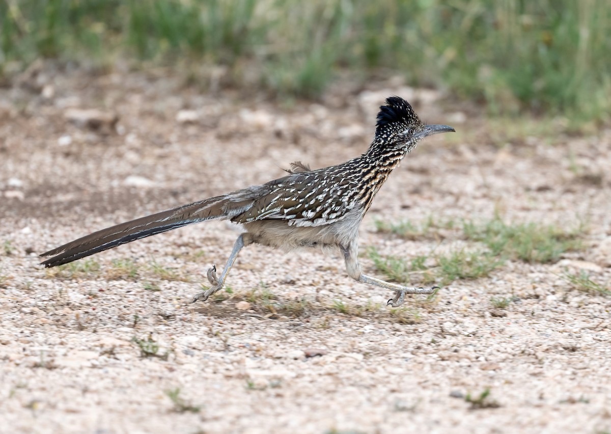 Greater Roadrunner - ML648566702