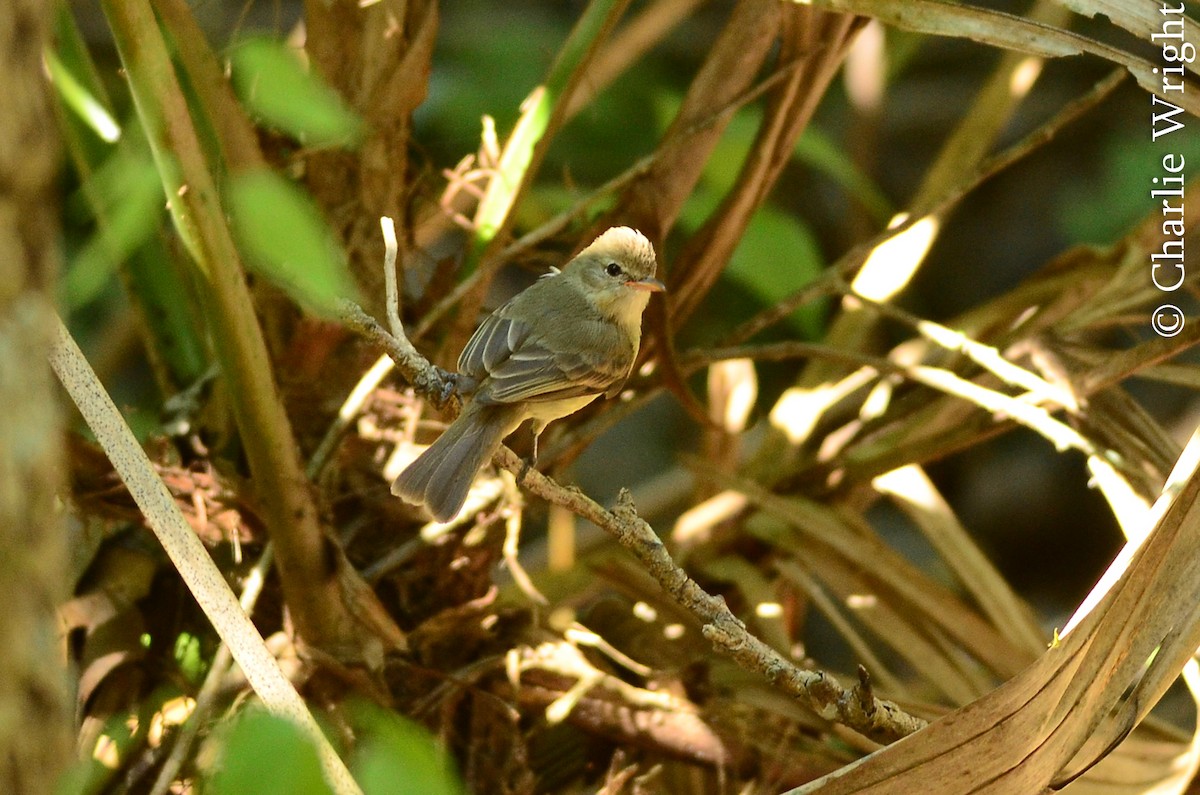 Northern Beardless-Tyrannulet - Charlie Wright