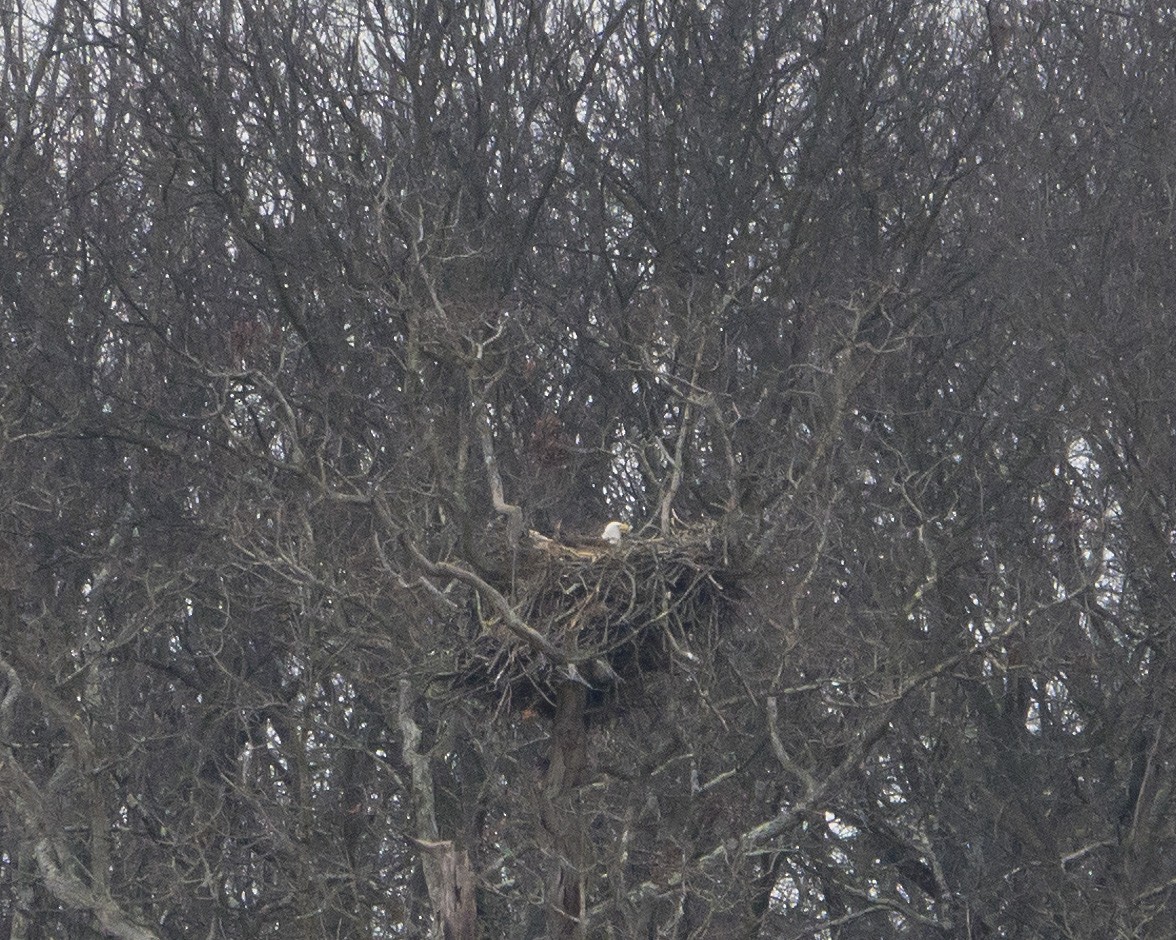 עיטם לבן-ראש - ML648566726