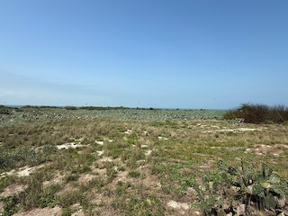 Chester Island Bird Sanctuary (restricted access), Matagorda, Texas ...