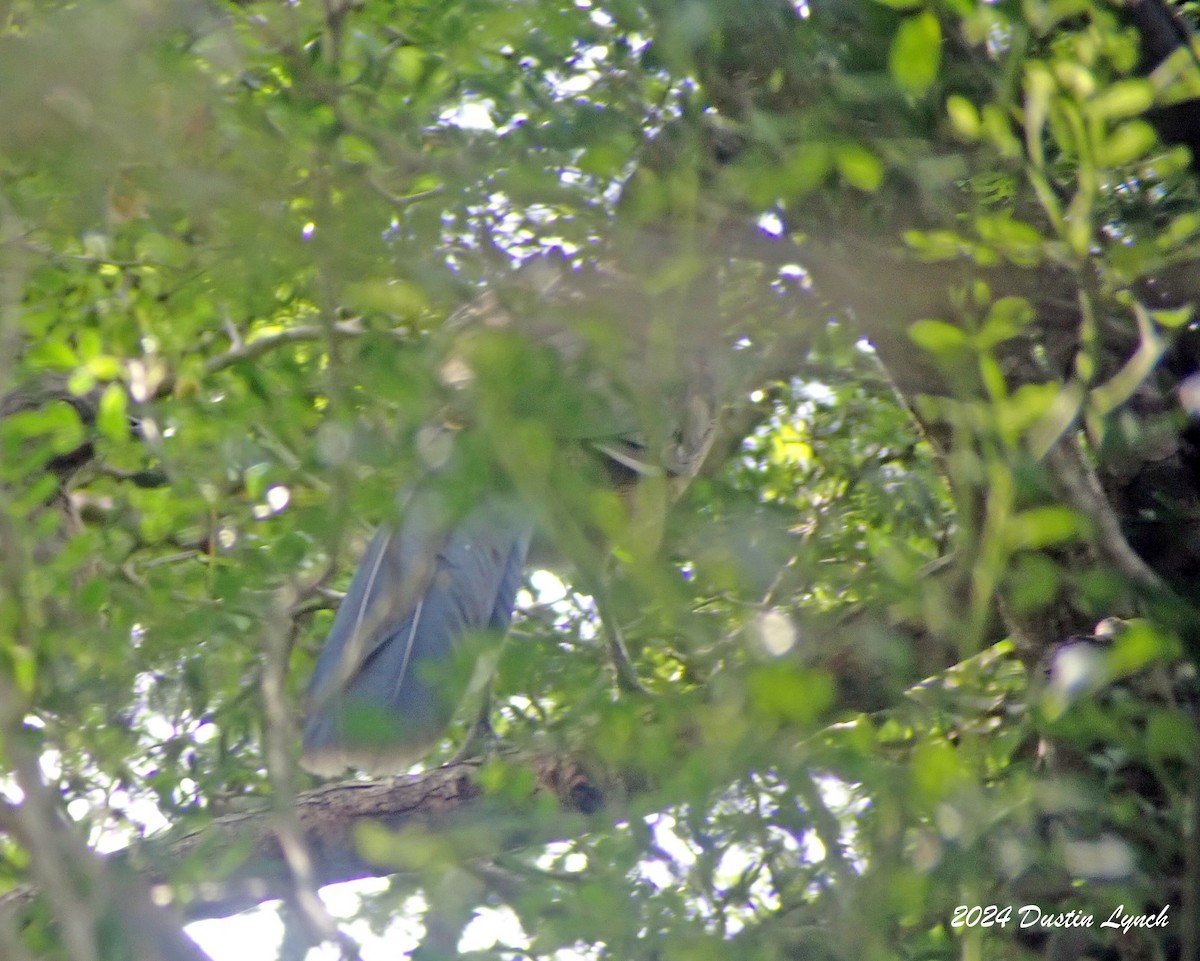 Plain Chachalaca - ML648566834