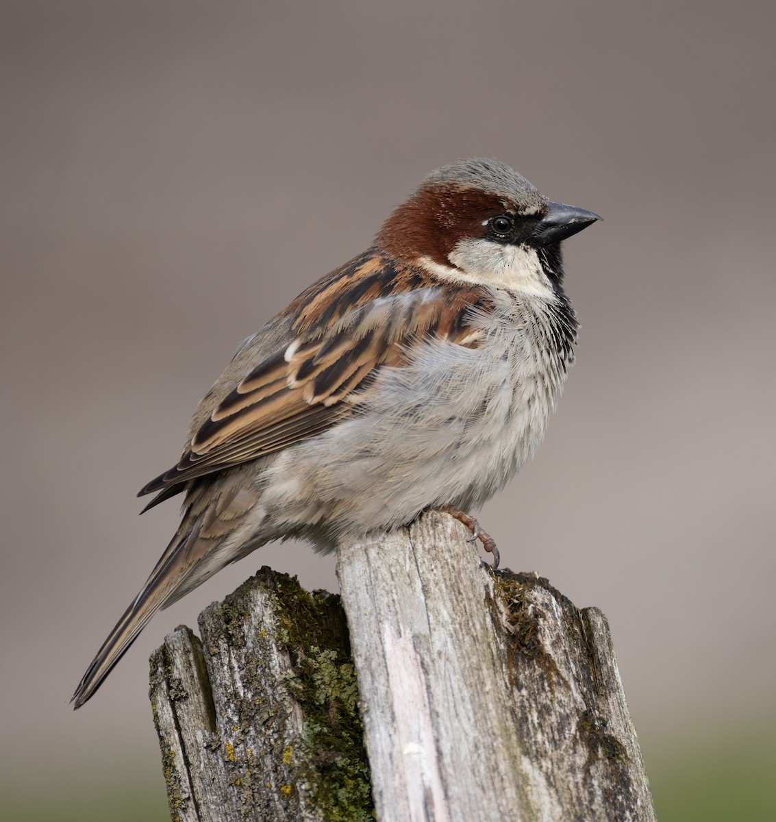 Serçe - ML648566847