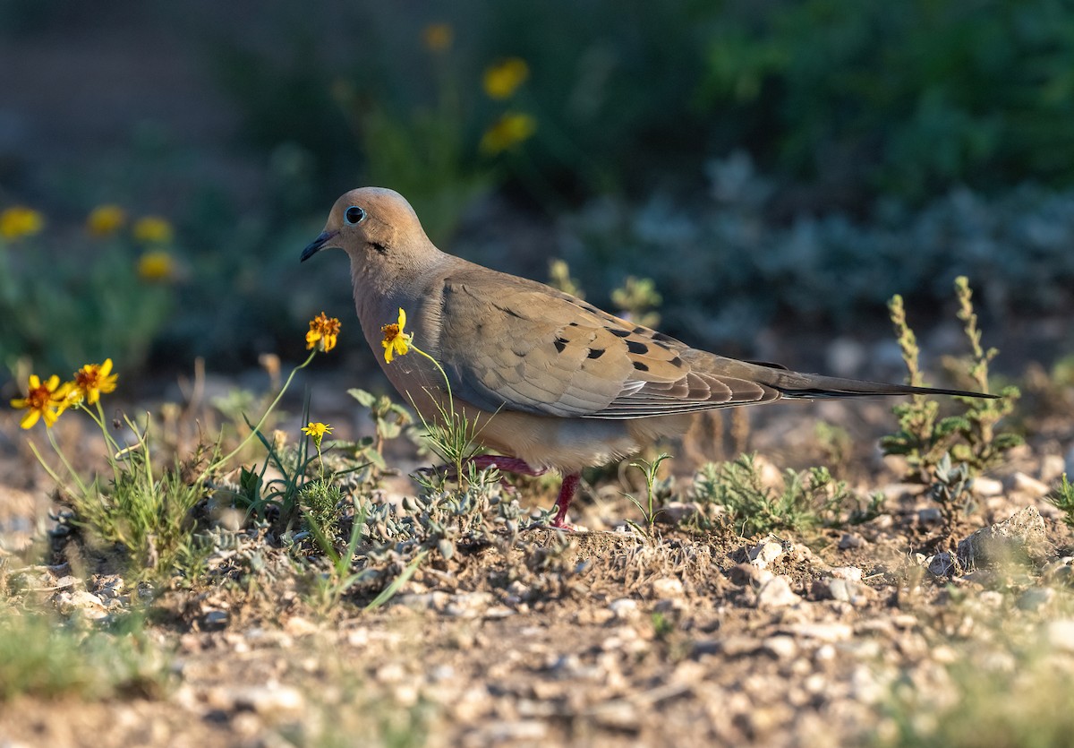 Mourning Dove - ML648566865