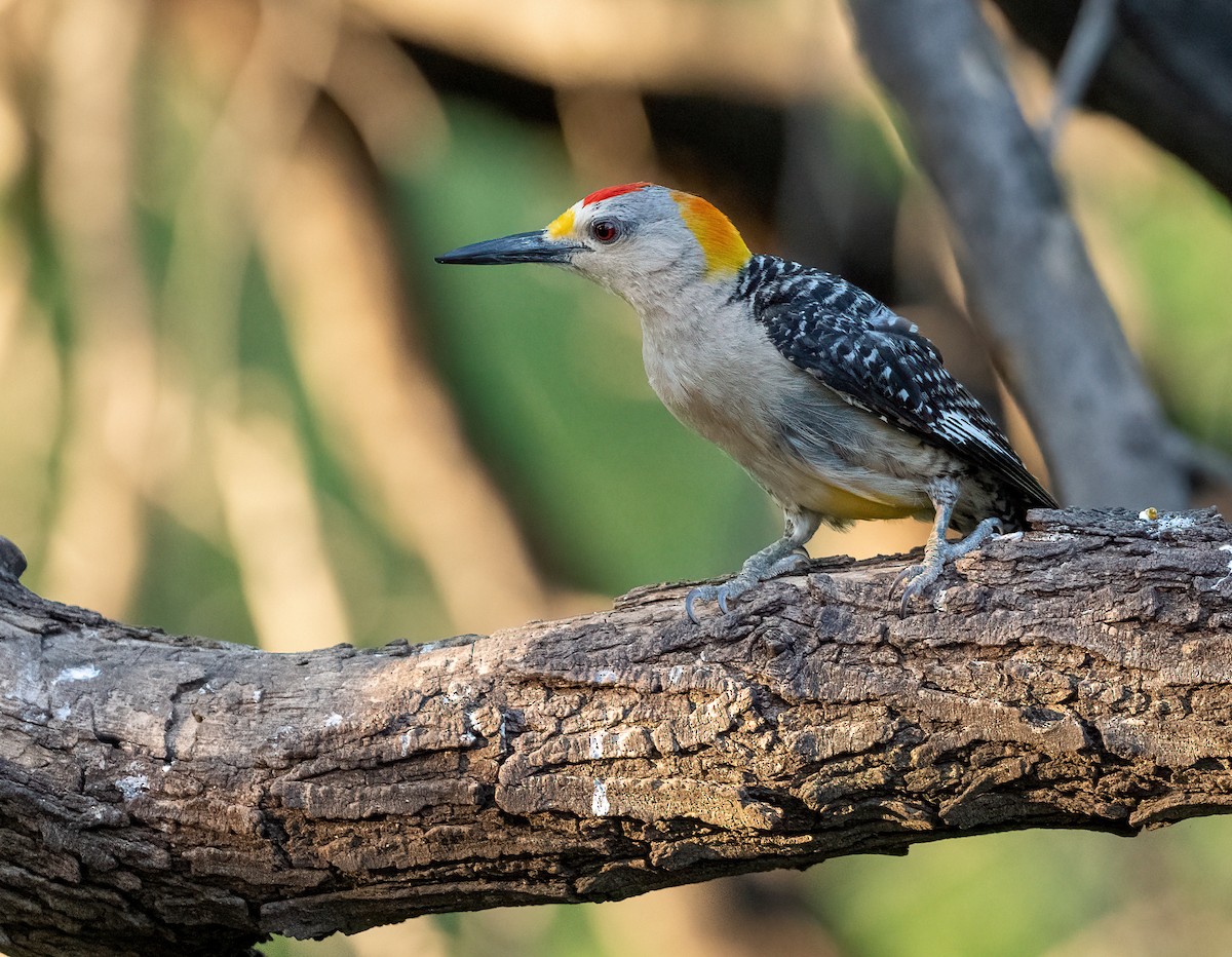 Golden-fronted Woodpecker - ML648566872