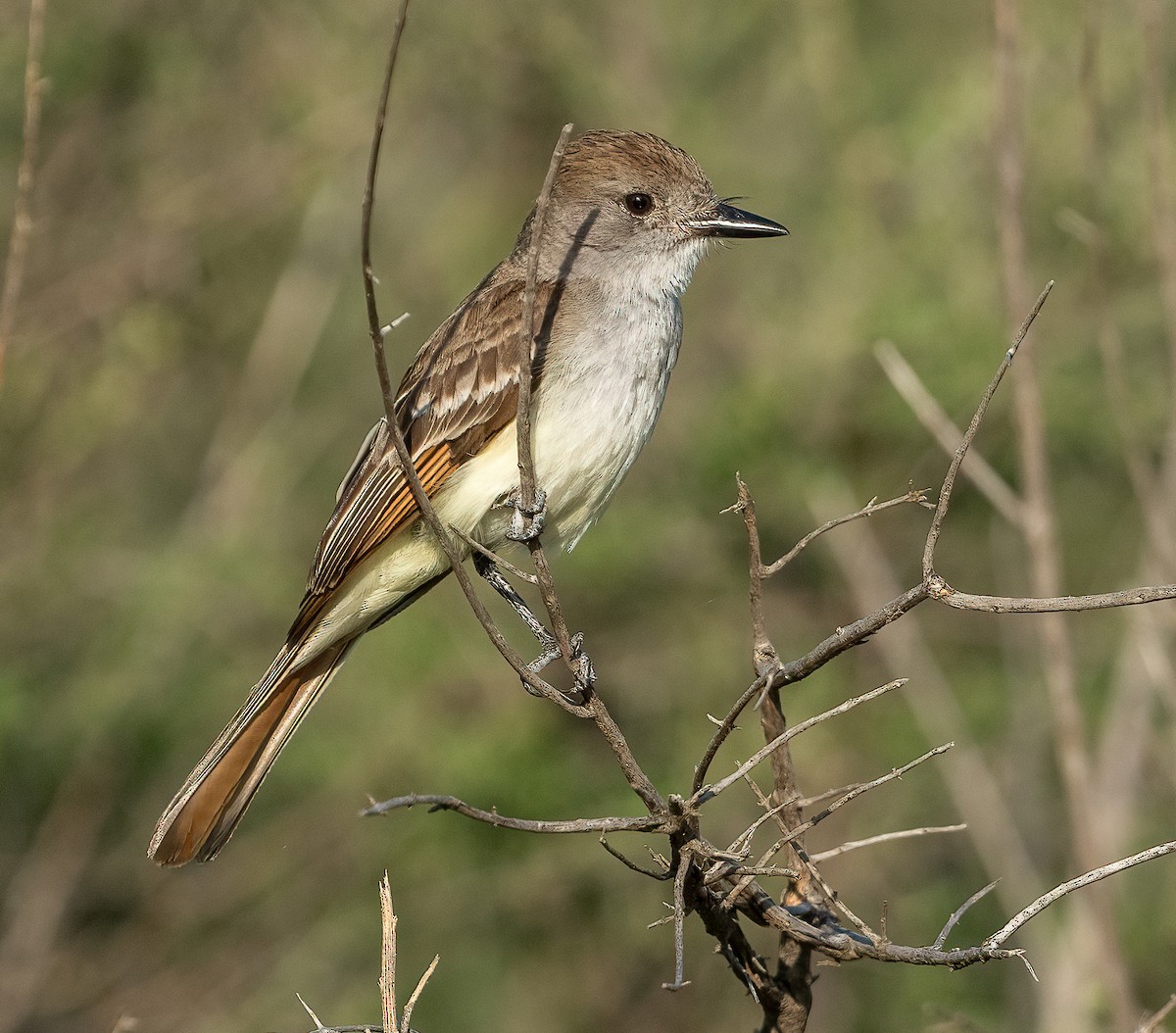 Ash-throated Flycatcher - ML648566875