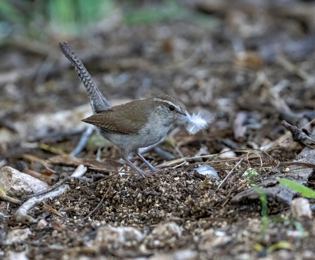 Bewick's Wren - ML648566876