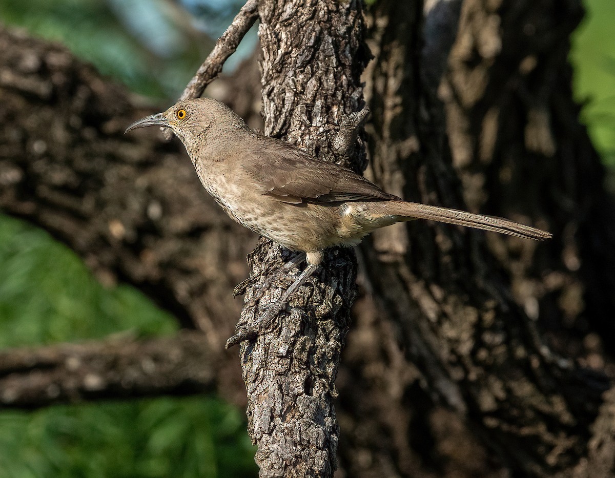Curve-billed Thrasher - ML648566877