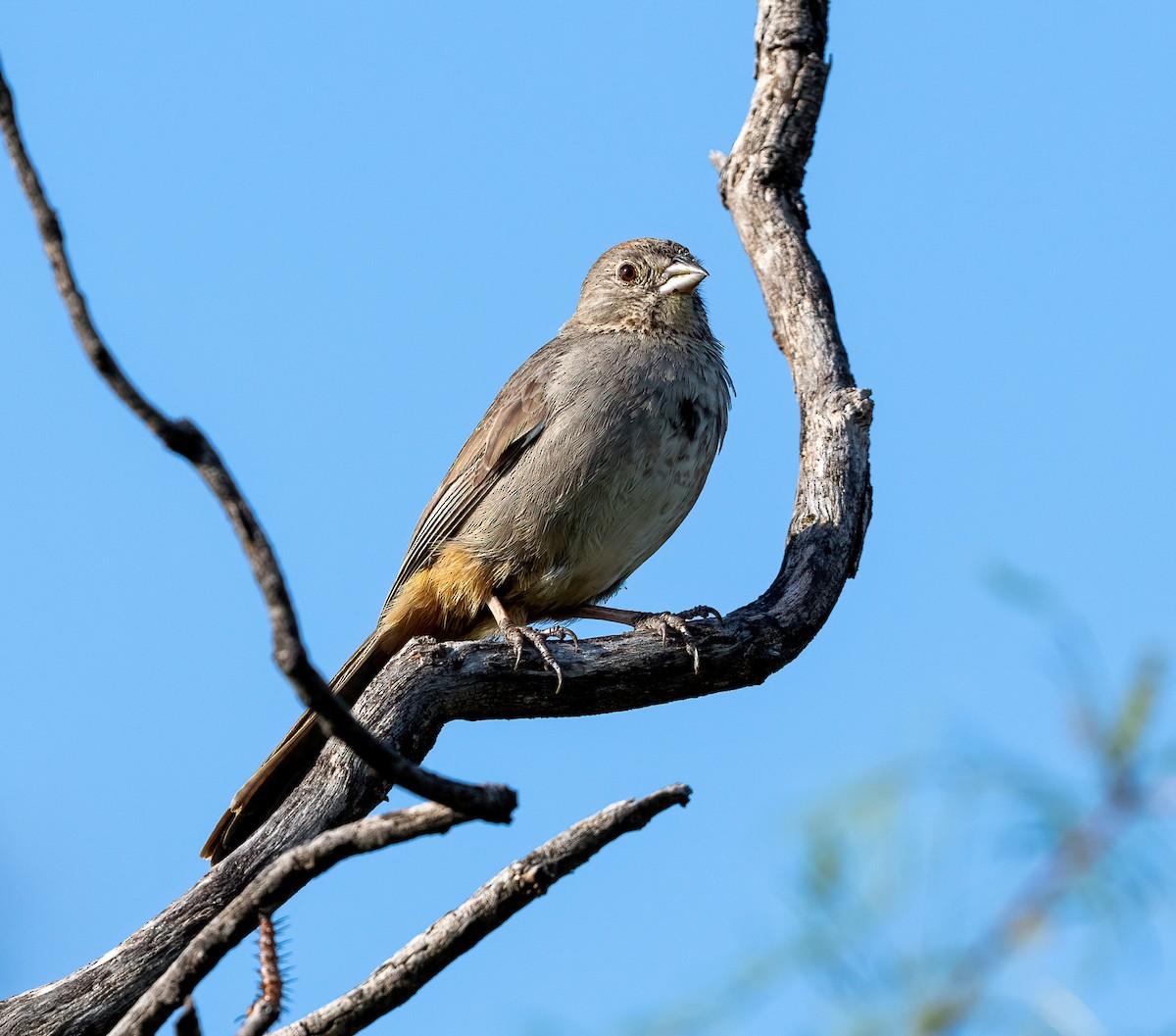 Canyon Towhee - ML648566881