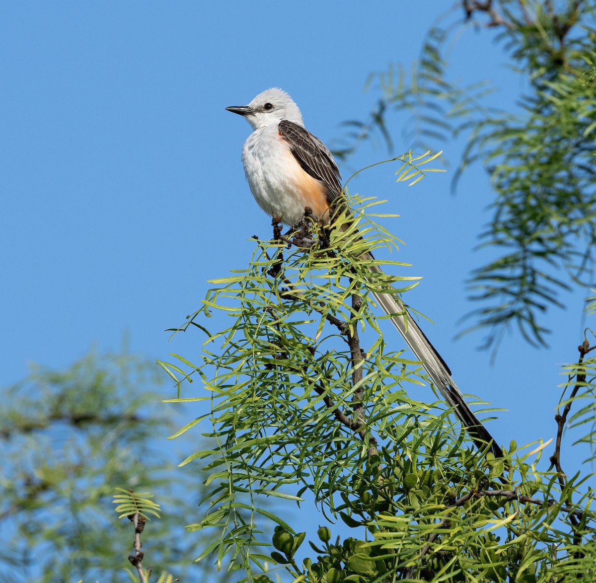 Scissor-tailed Flycatcher - ML648566886