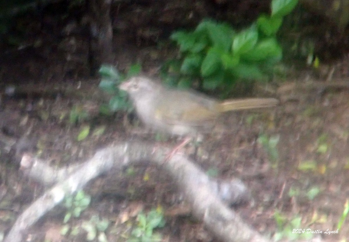 Olive Sparrow - ML648566916