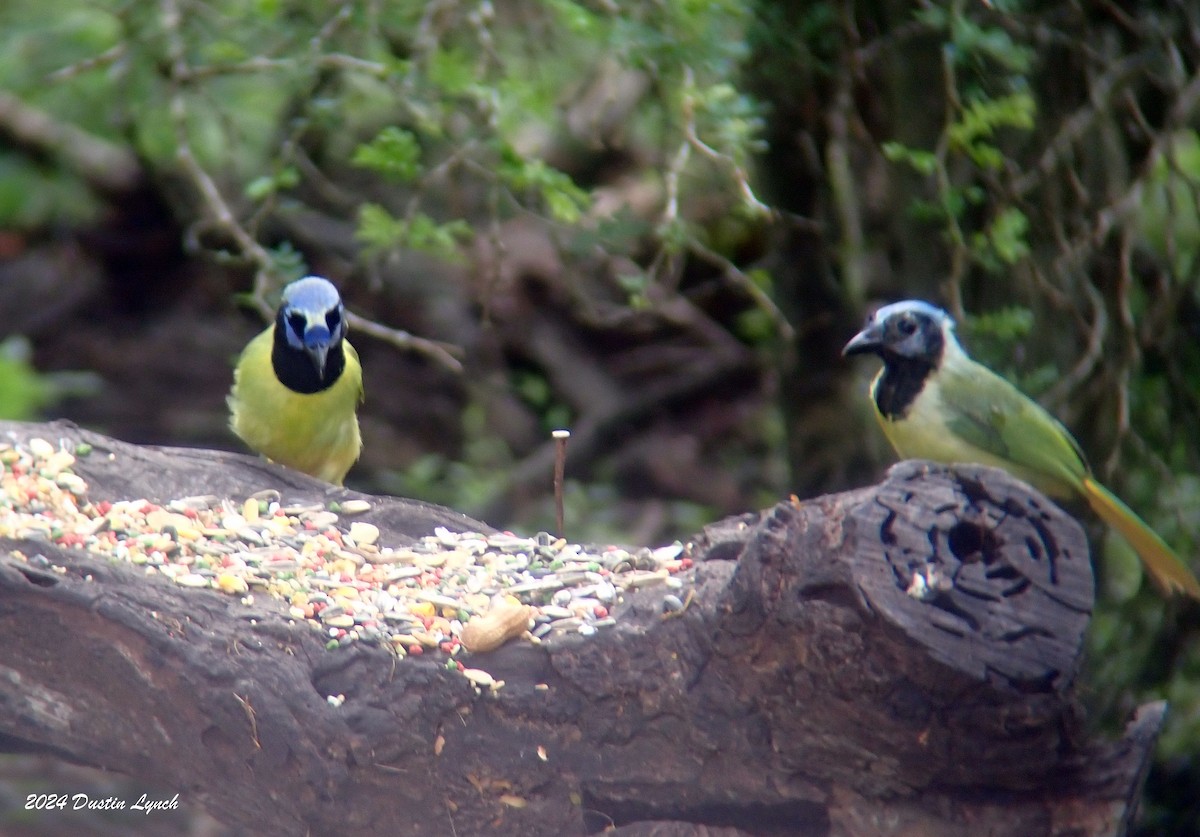 Green Jay - ML648567082