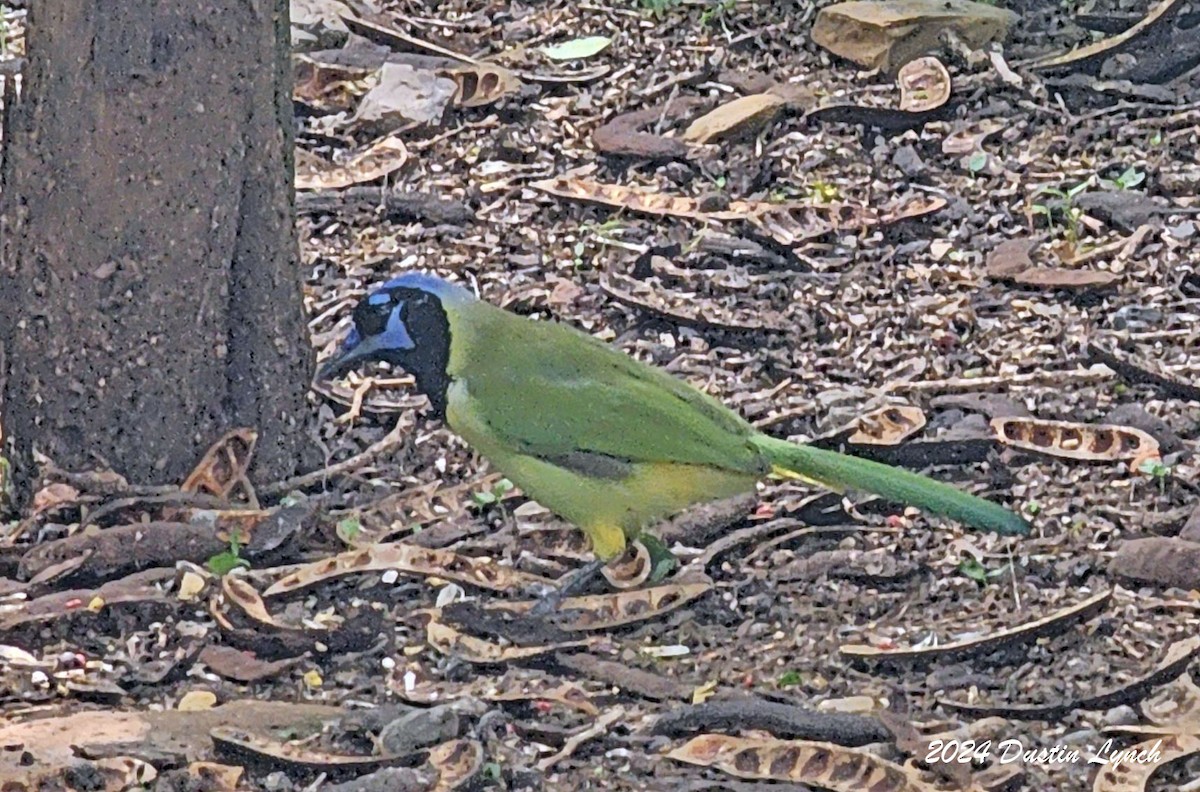 Green Jay - ML648567083