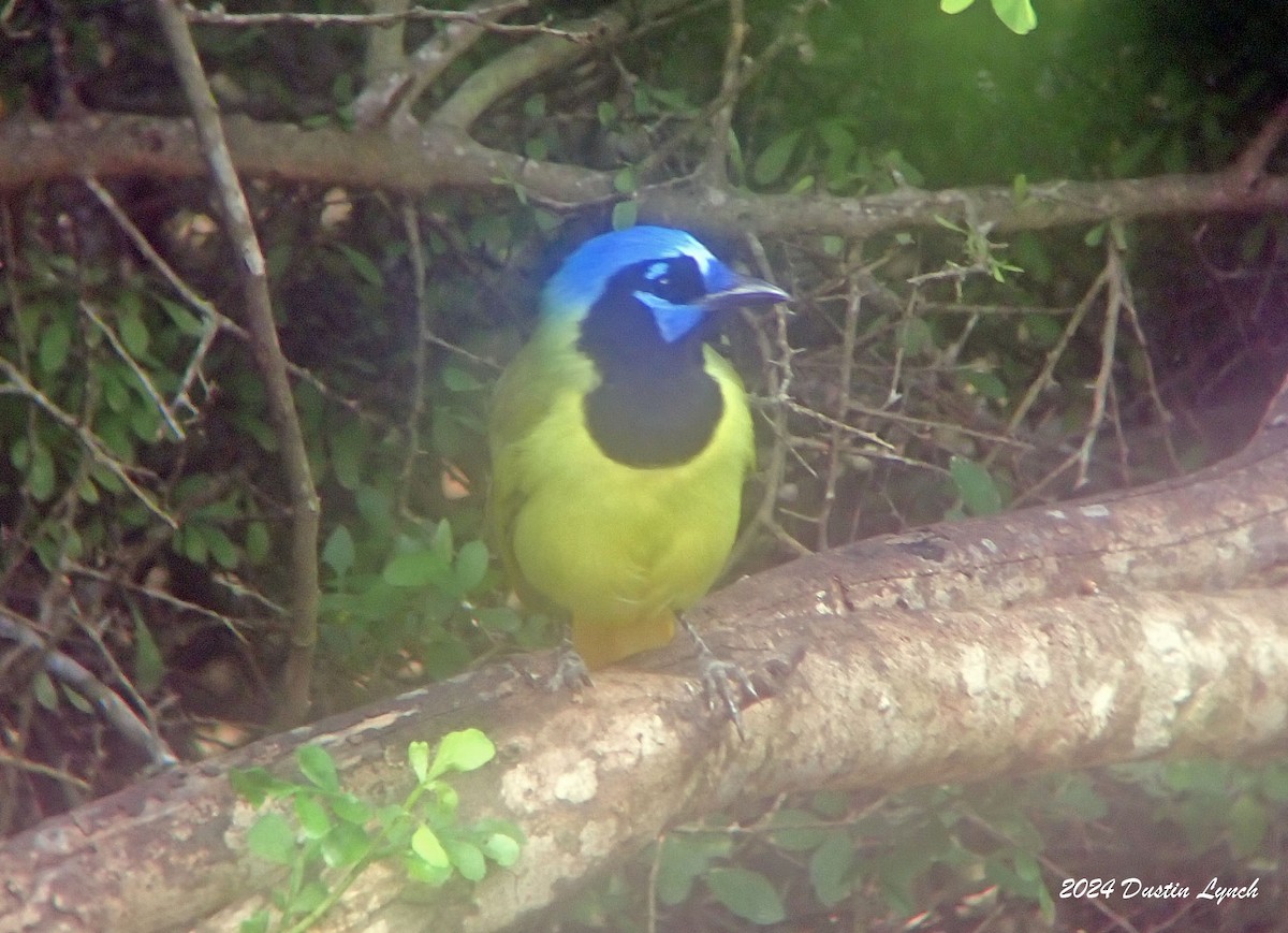 Green Jay - ML648567084