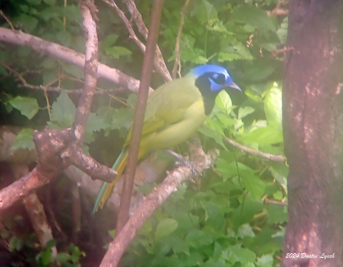 Green Jay - ML648567085