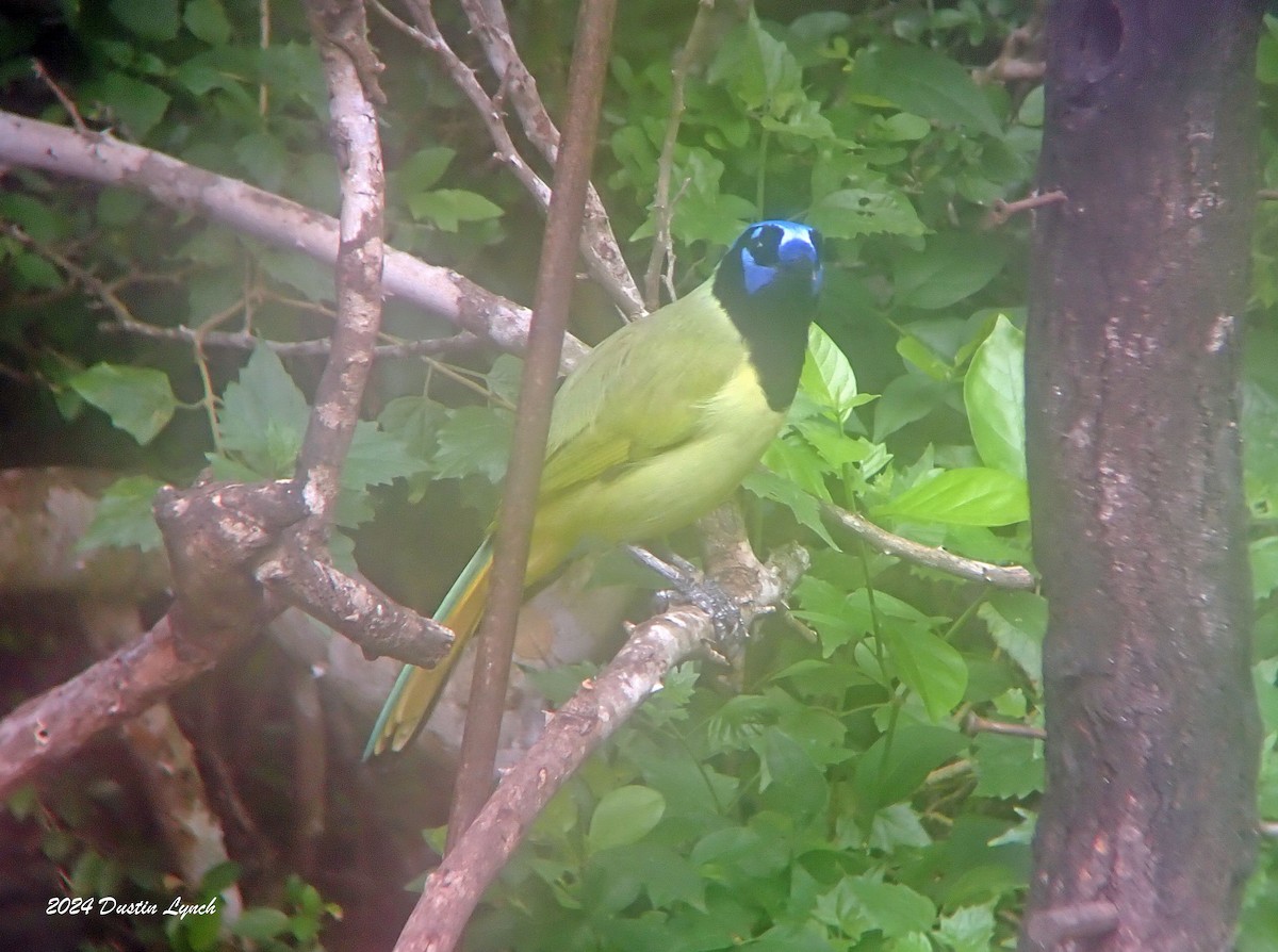 Green Jay - ML648567086