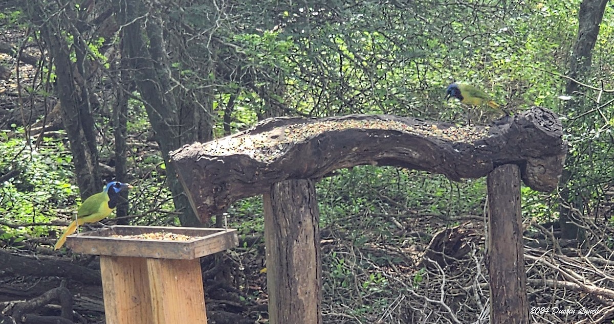 Green Jay - ML648567087