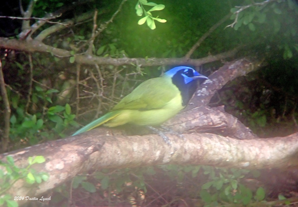 Green Jay - ML648567088