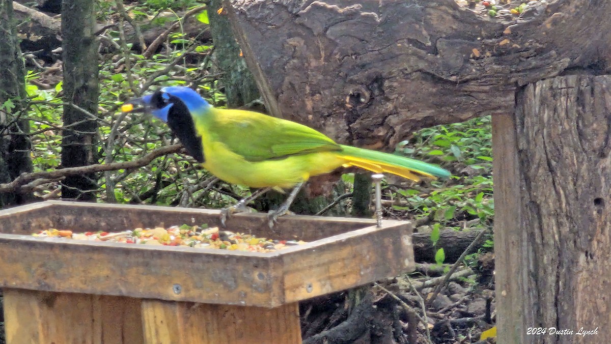 Green Jay - ML648567089