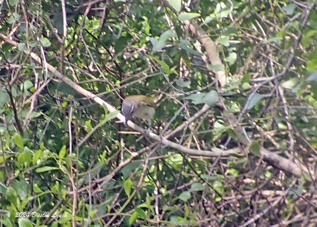 Red-eyed Vireo - ML648567153