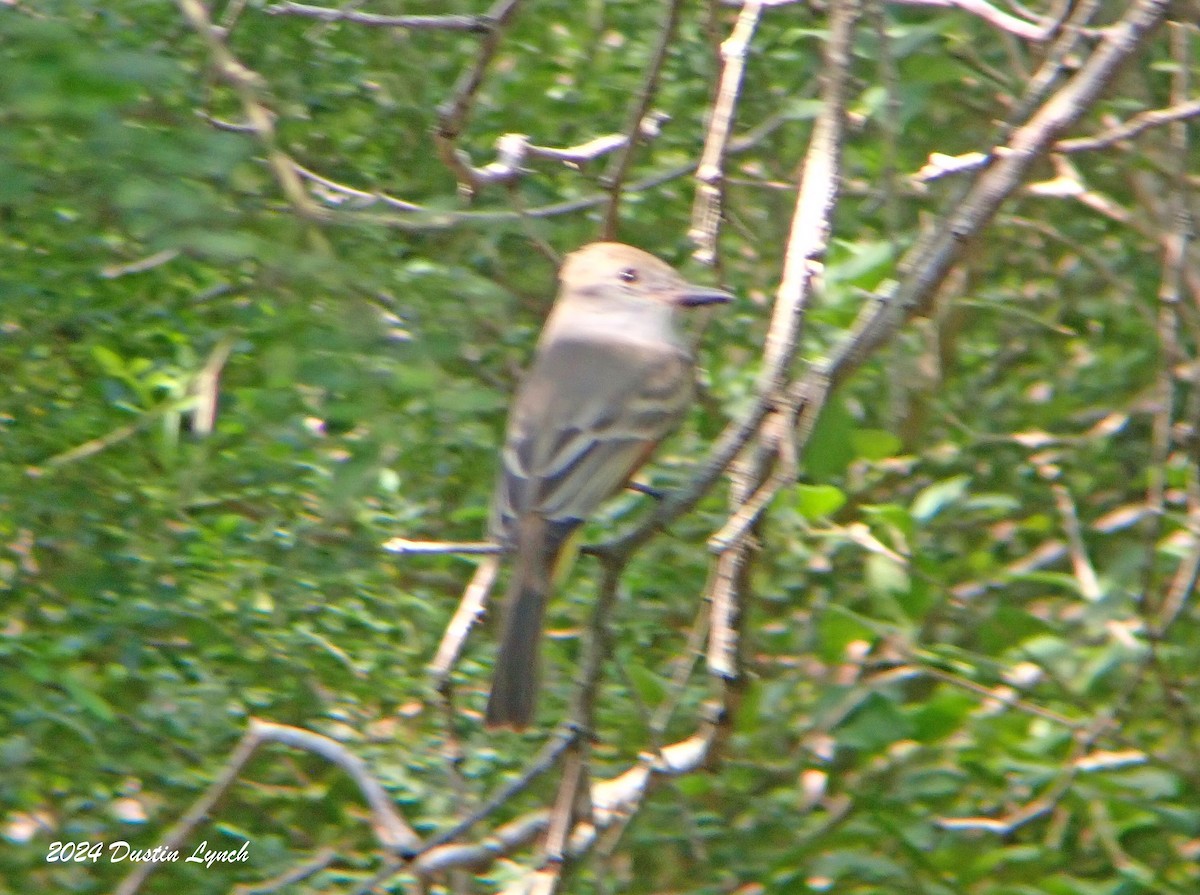 Brown-crested Flycatcher - ML648567368