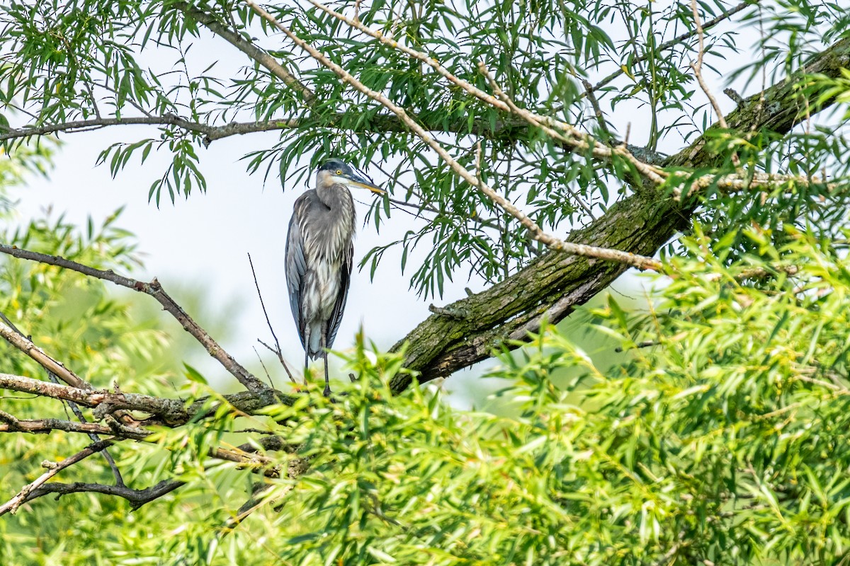 Grand Héron - ML648567662