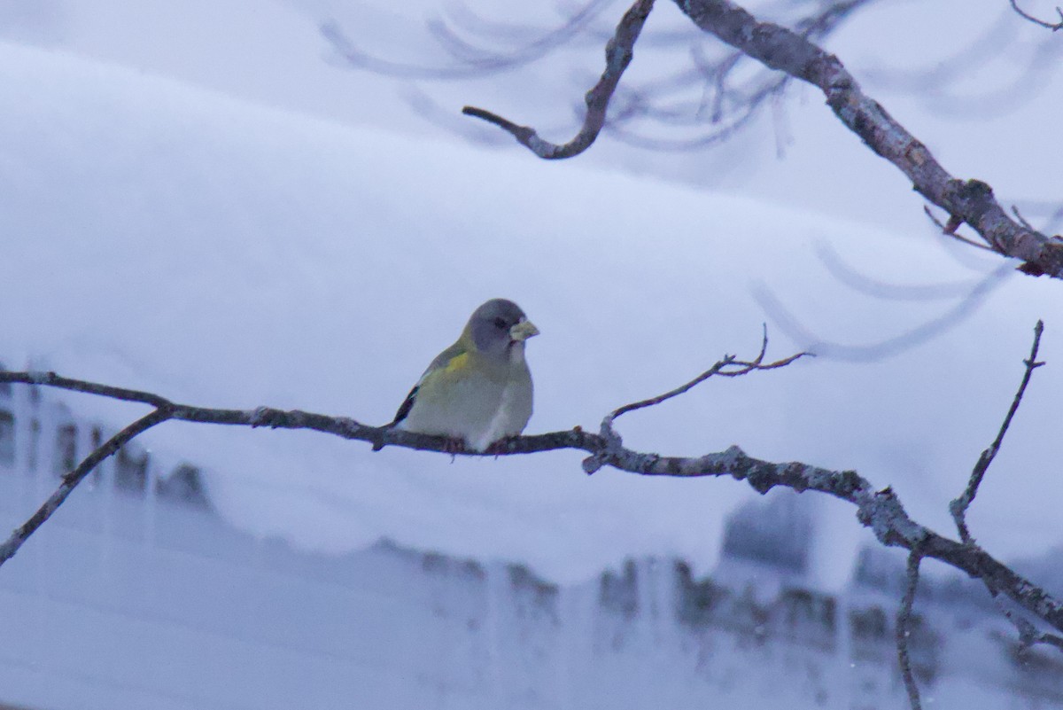 Evening Grosbeak - ML648567828