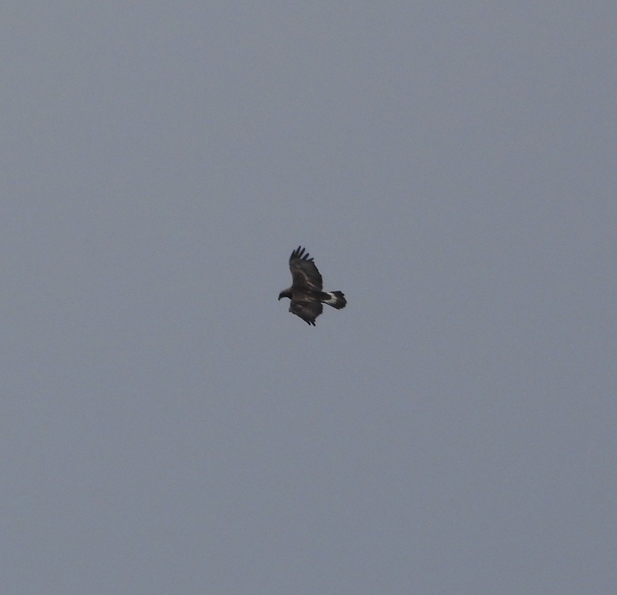 イヌワシ - ML648568398