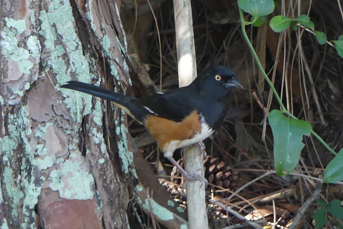 Eastern Towhee - ML648568511