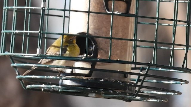 סבכון אורנים - ML648568741