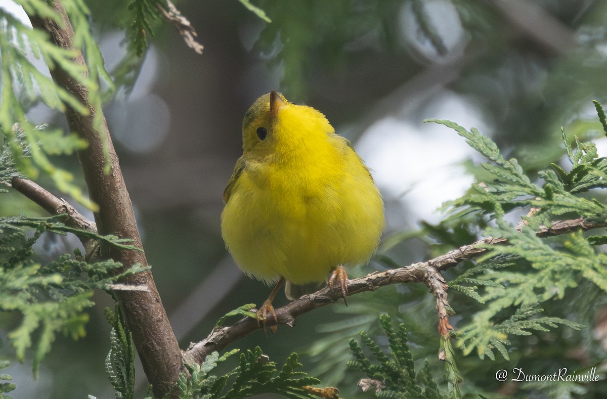 Takkeli Ötleğen - ML648568850