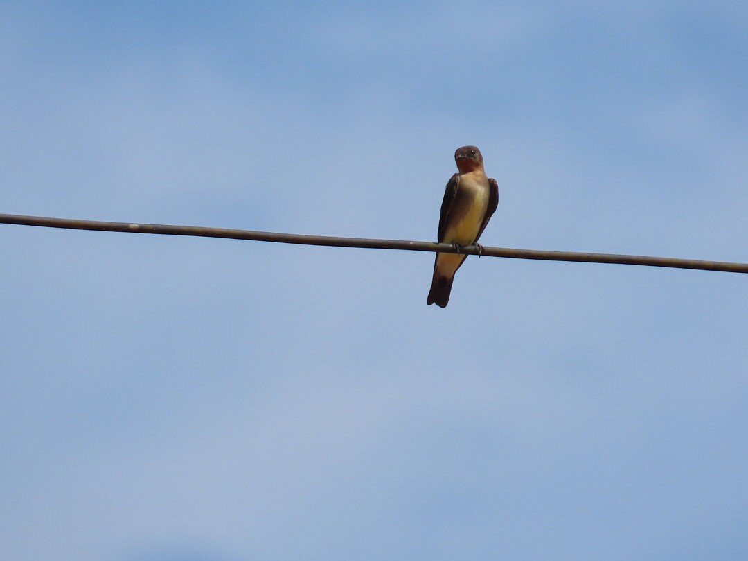 Southern Rough-winged Swallow - ML648569304