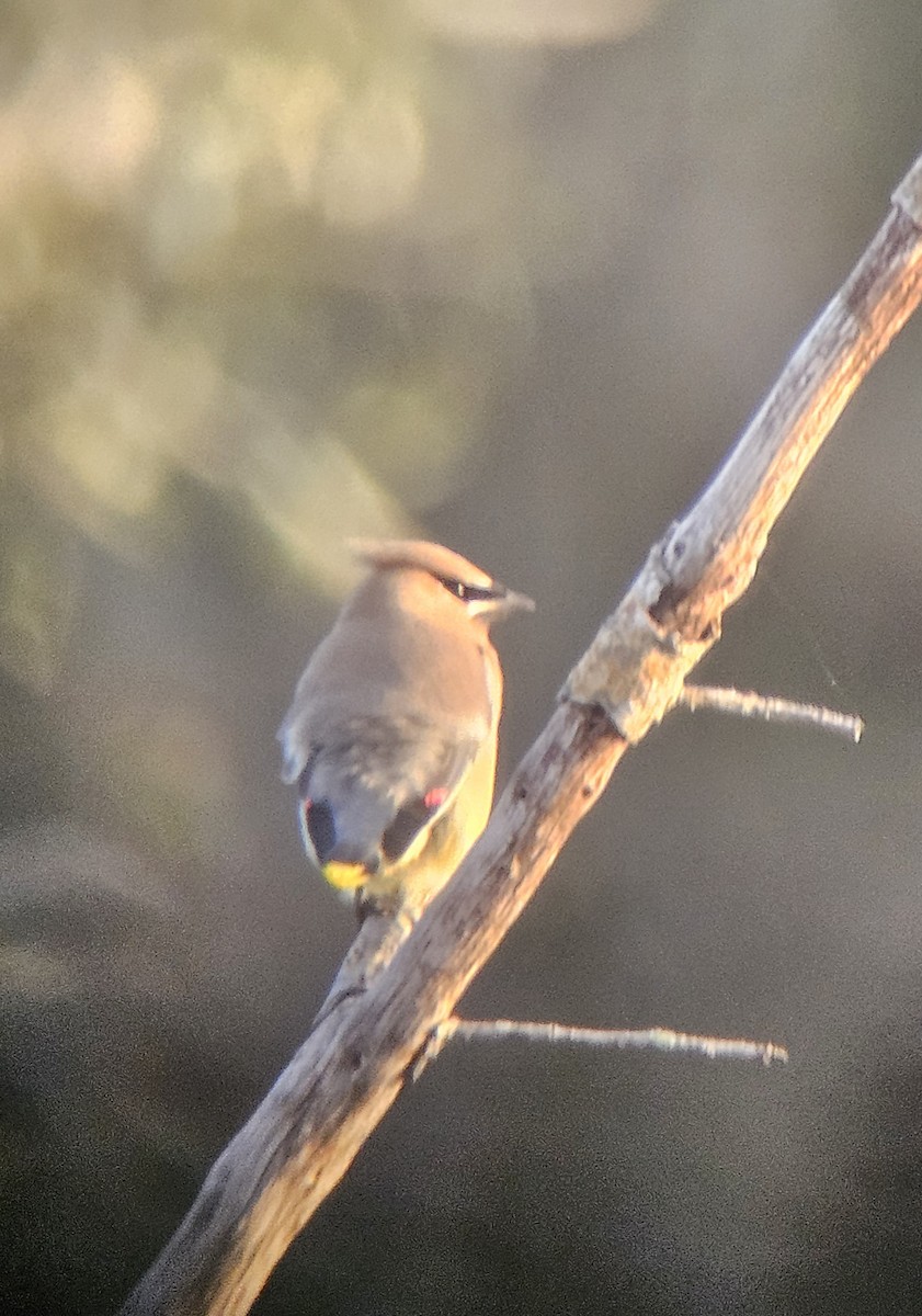 ヒメレンジャク - ML648569357