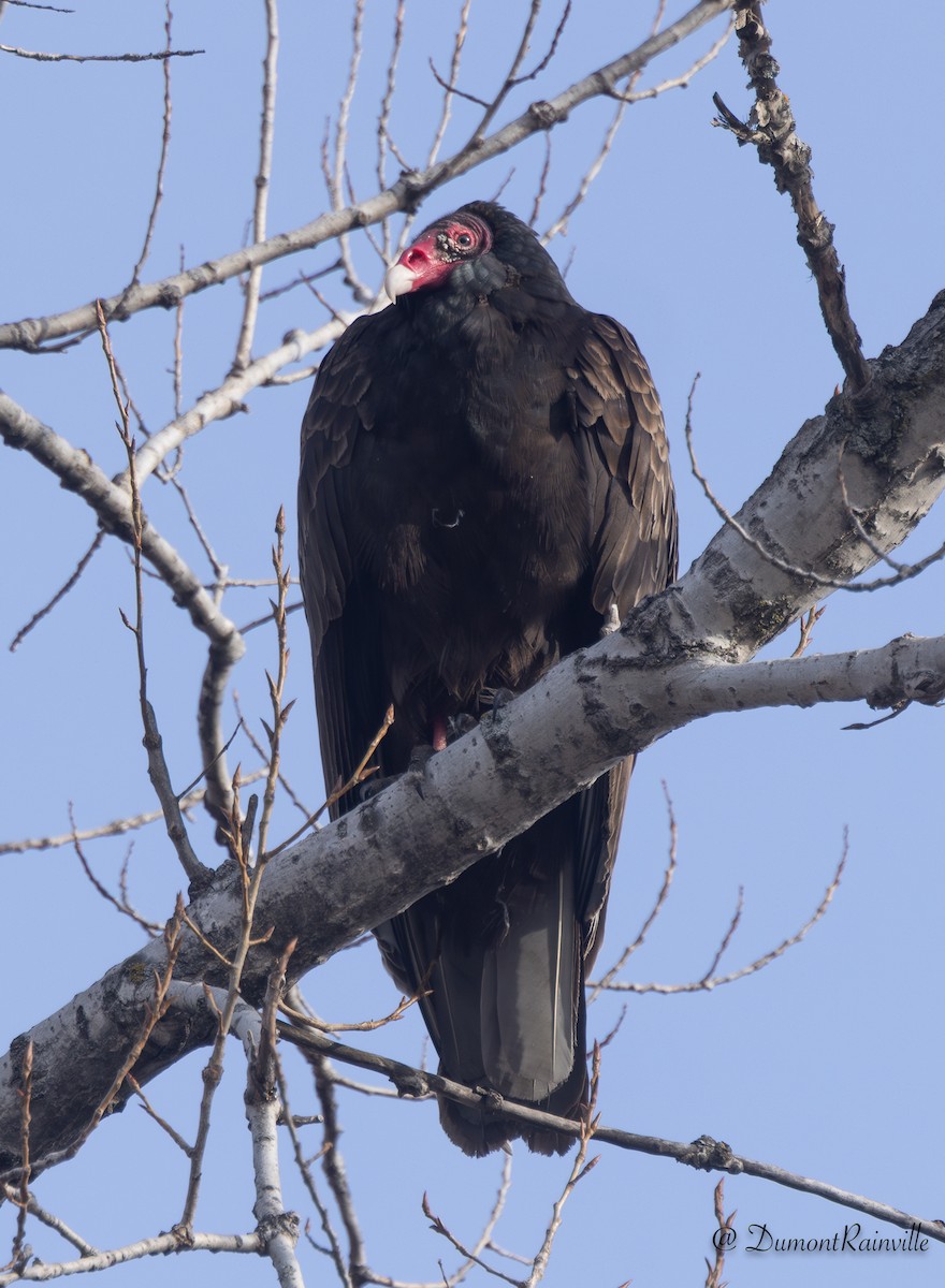 Hindi Akbabası - ML648569403