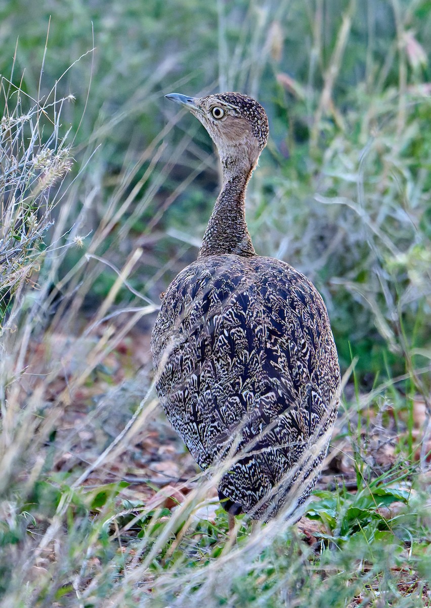 Buff-crested Bustard - ML648569566