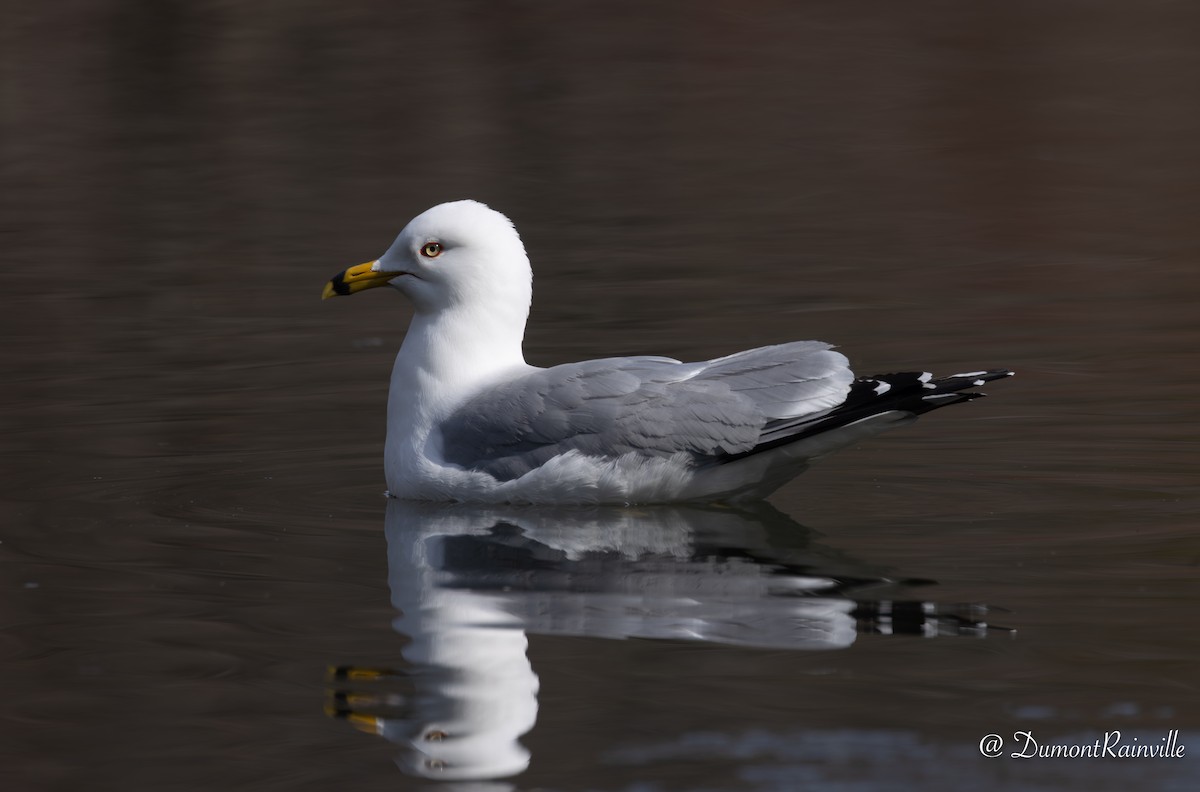 Halkalı Martı - ML648569567