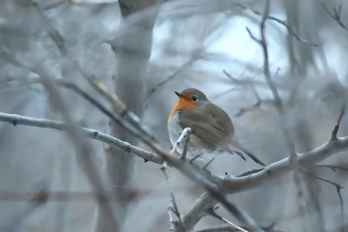 eBird Checklist - 9 Jan 2026 - European Robin - 2061 Avenue Rougemont ...