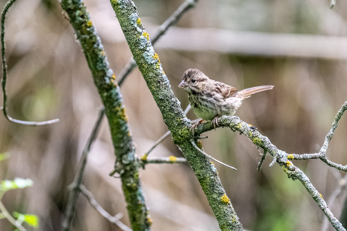 Bruant chanteur - ML648569794