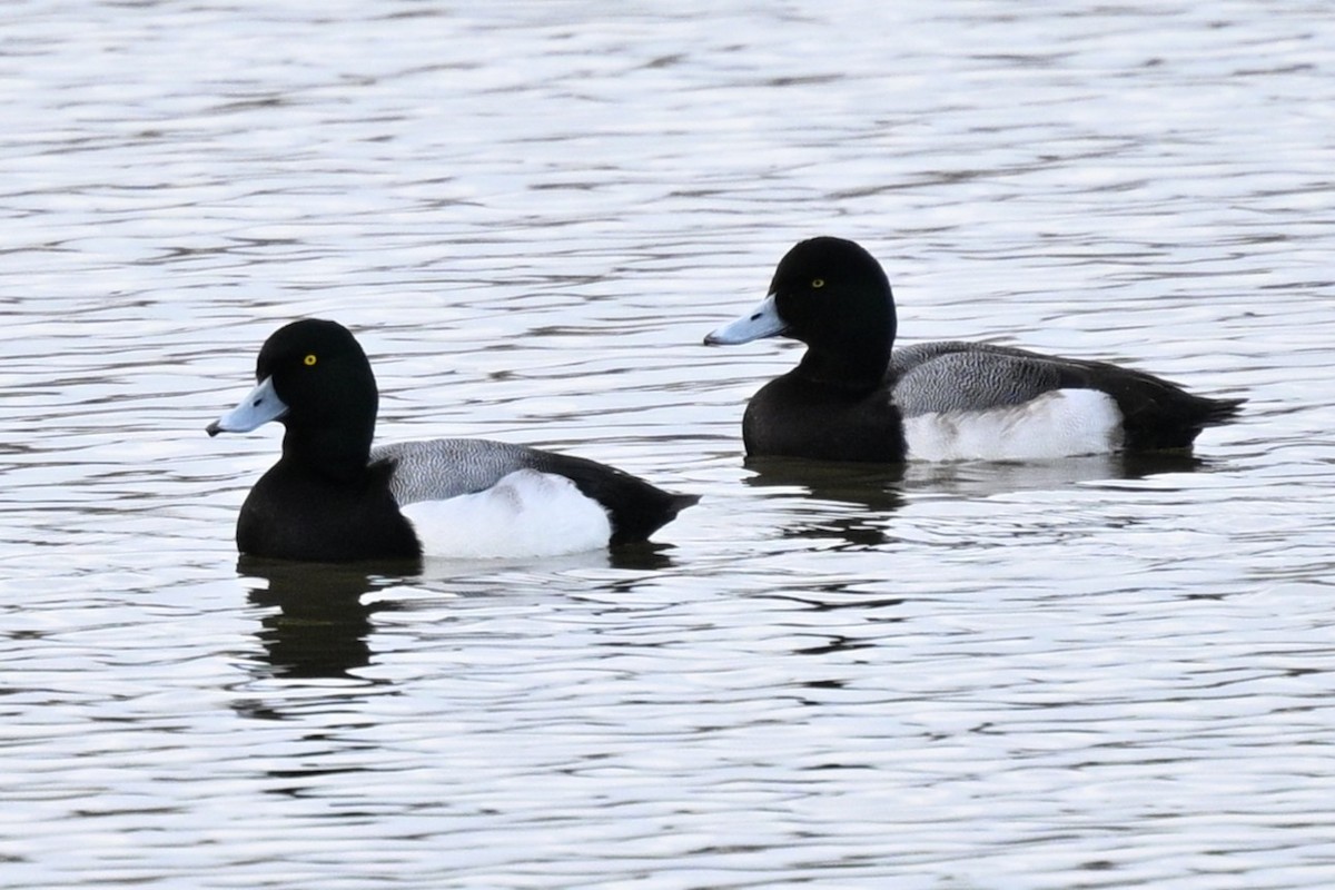 bergand - ML648570553