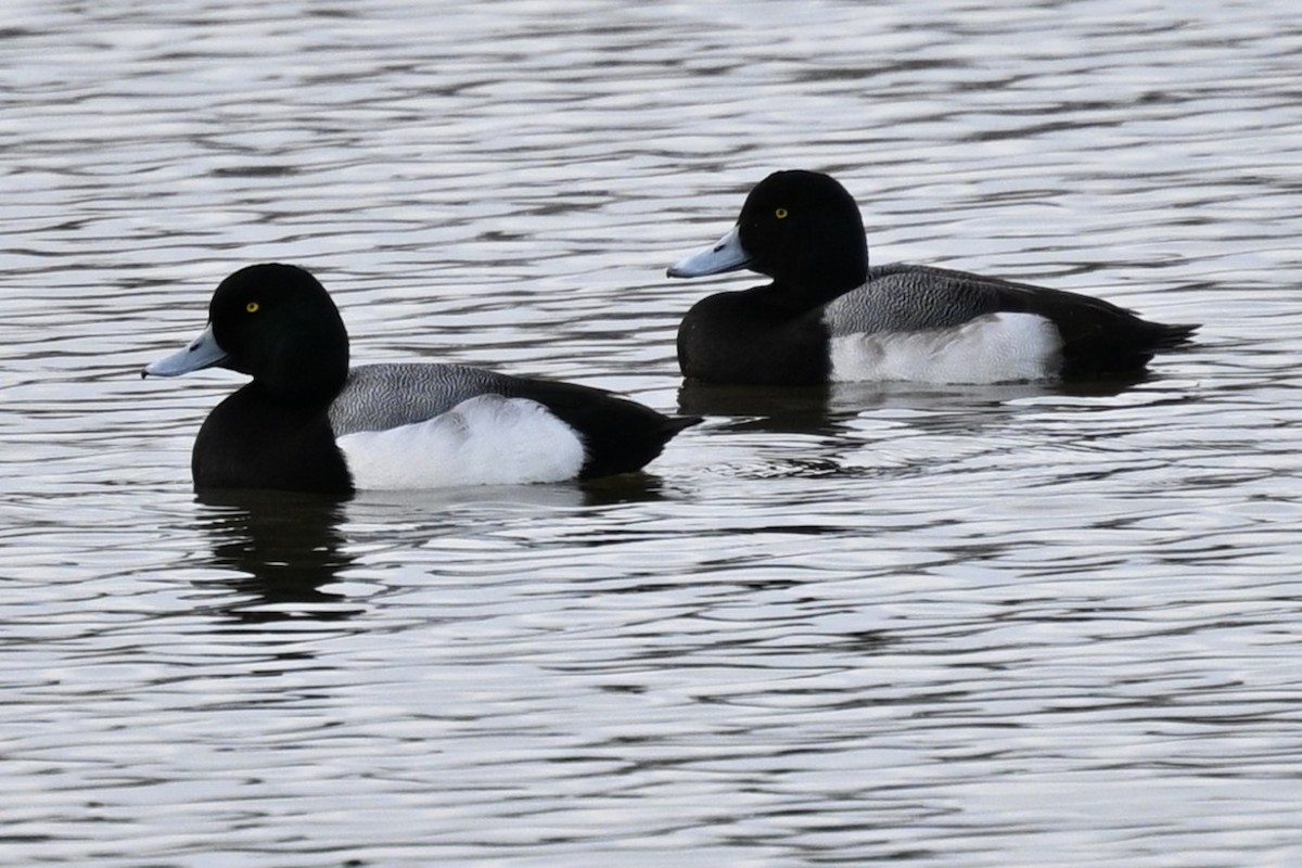 Greater Scaup - Jeff Oaks