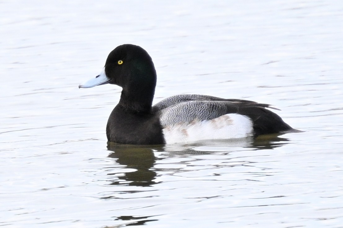 bergand - ML648570555