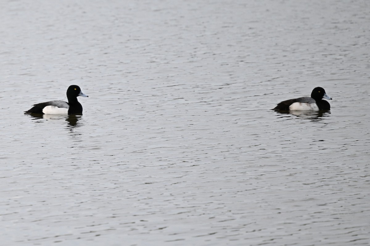 bergand - ML648570556